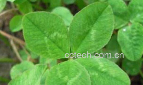 四叶草怎么泡酒 四叶草泡酒的步骤教程-0