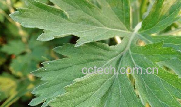 艾叶草与艾草的区别-0