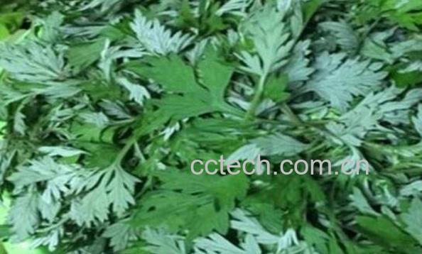 女人喝艾叶水的功效与作用-0