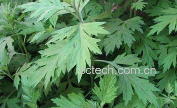 艾叶草与艾草的区别-1
