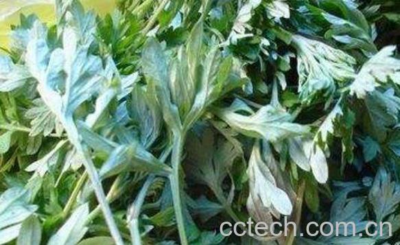 女人喝艾叶水的功效与作用-1