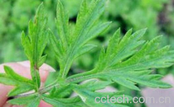 艾叶草的功效与作用 艾叶草的使用禁忌-0