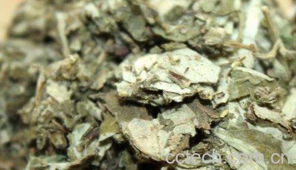 艾叶草的功效与作用 艾叶草的使用禁忌-1