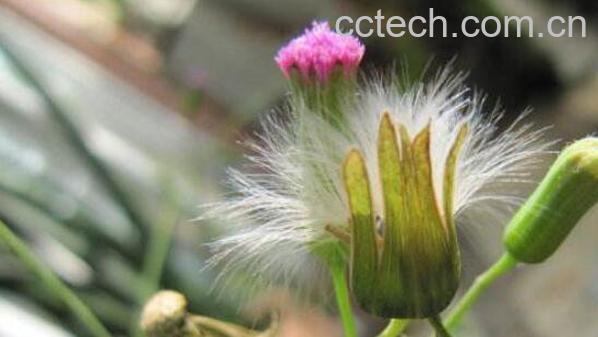 一点红的功效与作用 一点红的食用禁忌-1