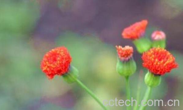 一点红的功效与作用 一点红的食用禁忌-0