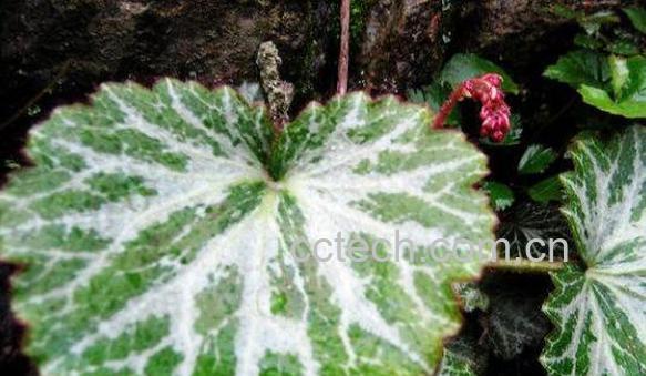 虎耳草的功效与作用 虎耳草的副作用-0