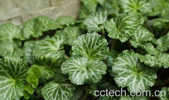 虎耳草的功效与作用 虎耳草的副作用-1