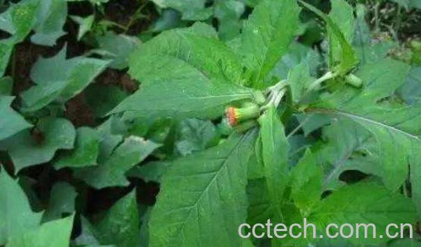 鱼鳅串的功效与作用 鱼鳅串的药用价值-1