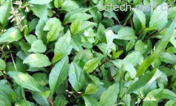 鱼鳅串的功效与作用 鱼鳅串的药用价值-0