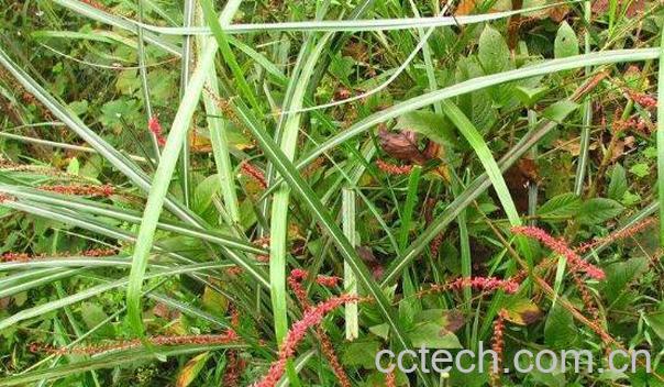 金线草的功效与作用-0