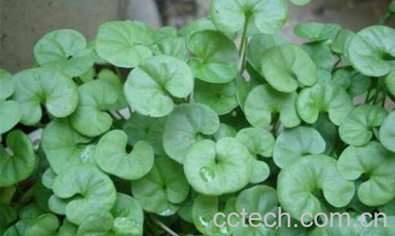 马蹄草的功效与作用-0