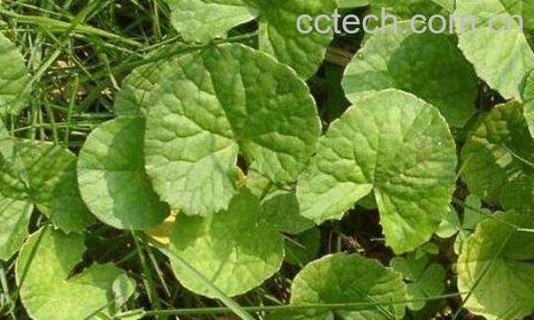 马蹄草的功效与作用-1