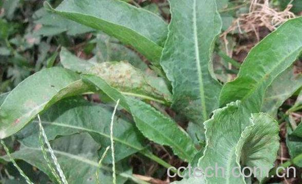 牛儿大黄的功效与作用-0