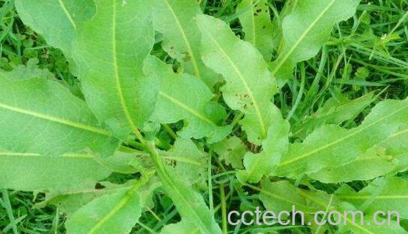 牛儿大黄的功效与作用-1