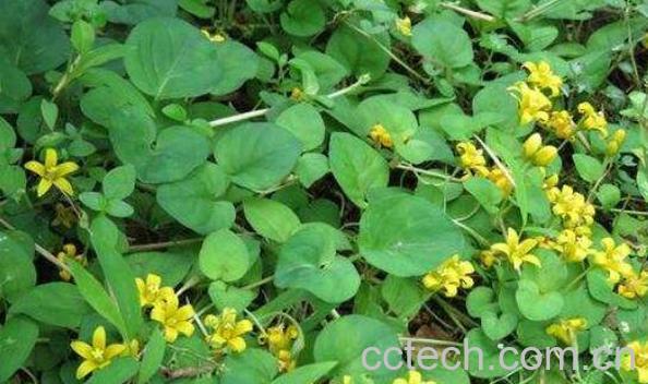 过路黄的功效与作用-1