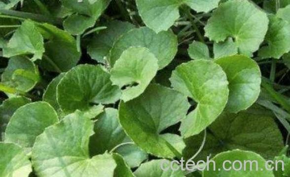 雷公根的功效与作用 雷公根的药用价值-0