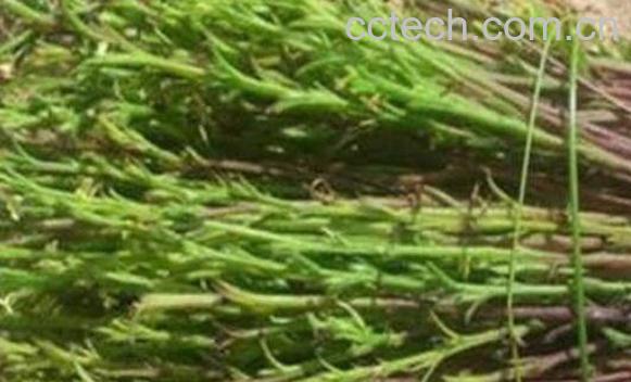 独脚金的功效与作用及药用价值-0