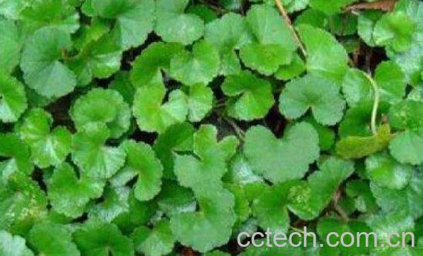 雷公根的功效与作用 雷公根的药用价值-1