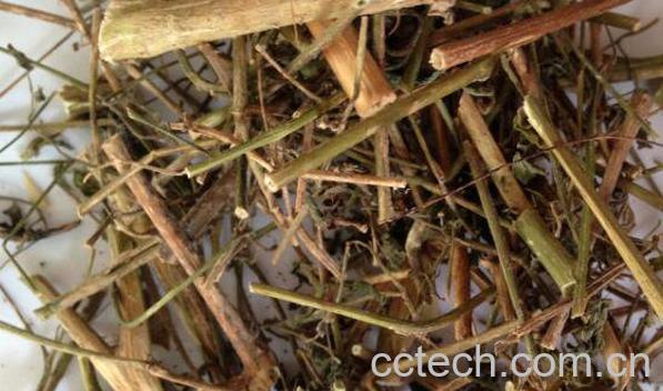 龙葵如何泡水 龙葵泡水喝有什么作用-0