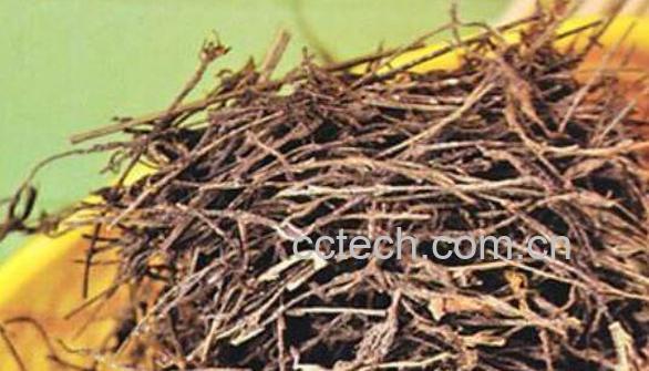 独脚金的功效与作用及药用价值-1