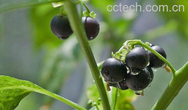 龙葵如何泡水 龙葵泡水喝有什么作用-1