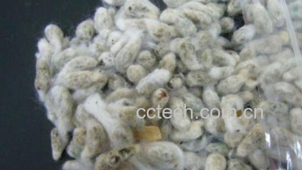 棉籽的功效与作用 棉籽能吃吗-1