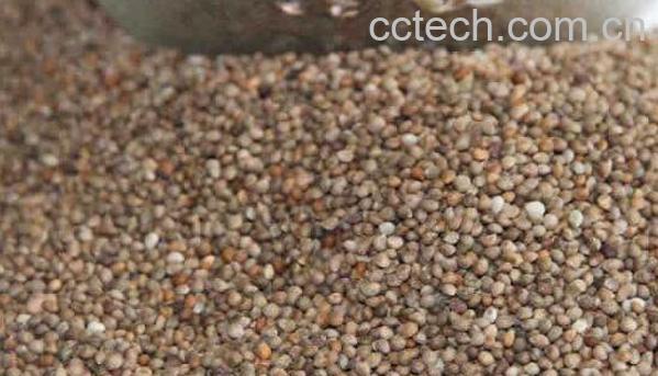 苏麻子的功效与作用-1