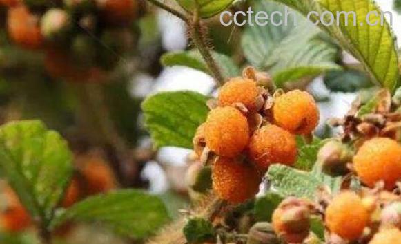 黄锁梅根的功效与作用及药用价值-0