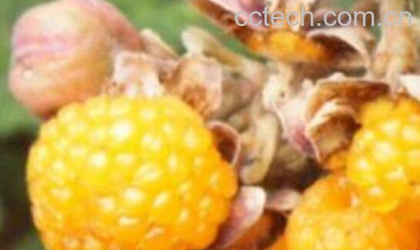 黄锁梅根的功效与作用及药用价值-1