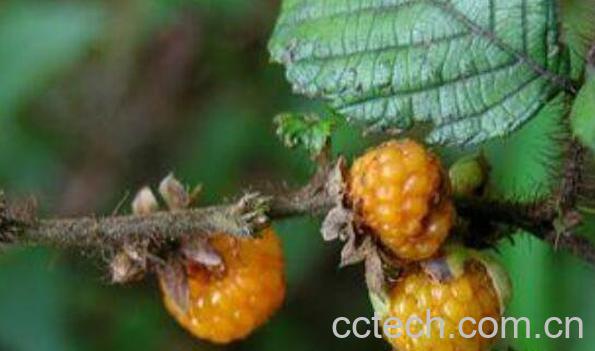 黄锁梅根泡酒的功效-0