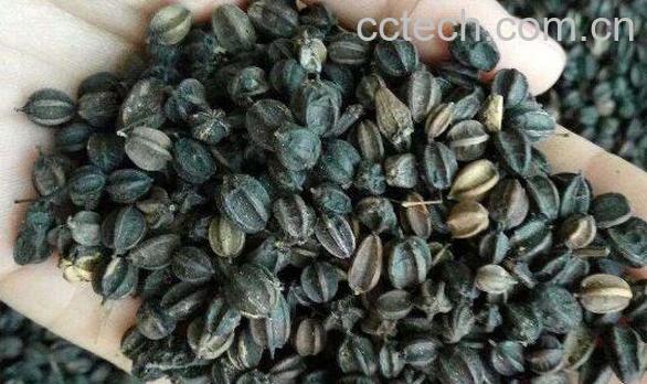 刺五加籽怎么泡水喝 刺五加籽和什么泡水喝-0