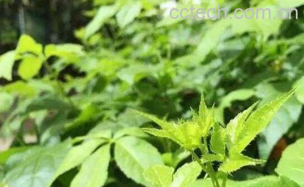 刺五加有什么副作用 刺五加籽的副作用-0