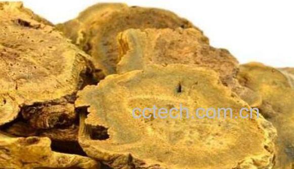 大黄的功效与作用 大黄泡水喝有什么功效-0