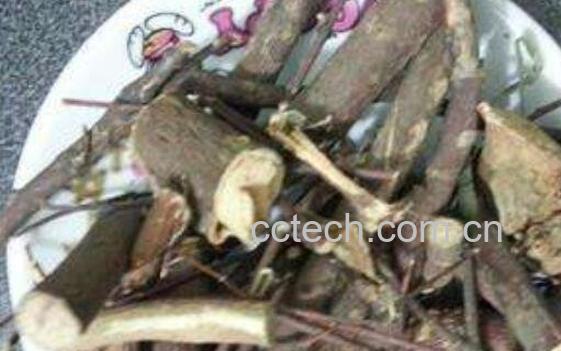 刺梨根的功效与作用 刺梨根熬水的功效-1