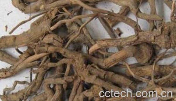 刺梨根的功效与作用 刺梨根熬水的功效-0