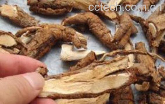 野生猕猴桃根的功效与作用 野生猕猴桃根能抗癌吗-1