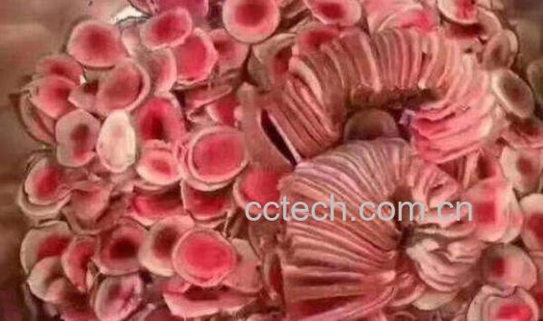 鲜鹿茸怎么吃效果好 鲜鹿茸怎么处理-0