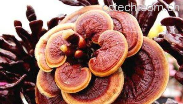 灵芝不适合什么人吃 灵芝泡水喝的七大禁忌-0