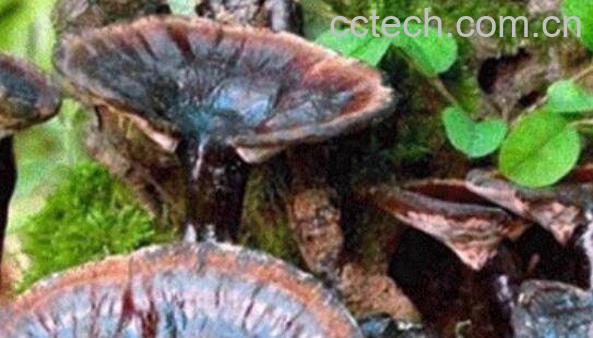 灵芝不适合什么人吃 灵芝泡水喝的七大禁忌-1
