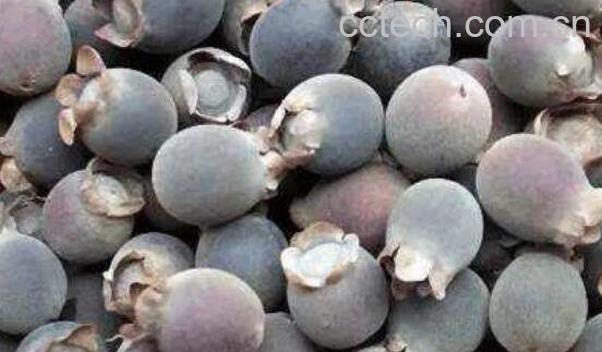 山念泡酒的功效和作用-0