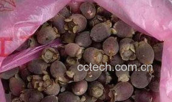 稔子酒的功效与作用 女人喝稔子酒的功效-1