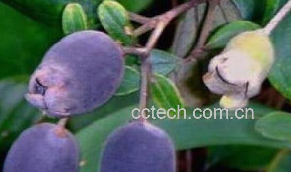 山子泡酒的功效与作用-1