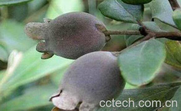 山子泡酒的功效与作用-0