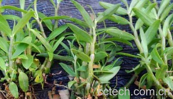 铁皮石斛的功效与作用 吃铁皮石斛的好处-0