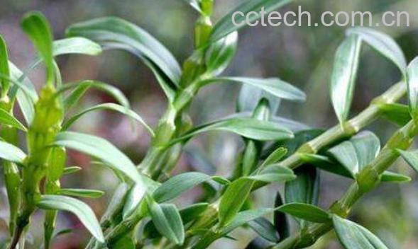 铁皮石斛的功效与作用 吃铁皮石斛的好处-1