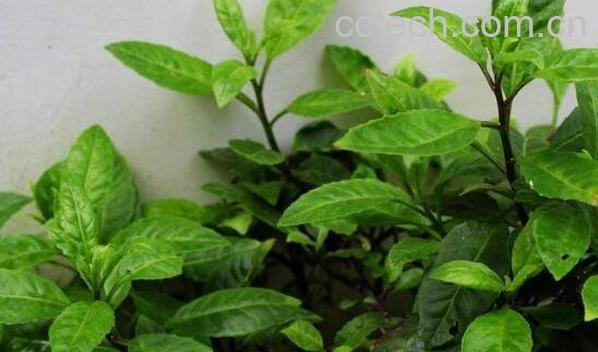 降糖草的功效与作用-0