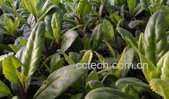 降糖草的功效与作用-1