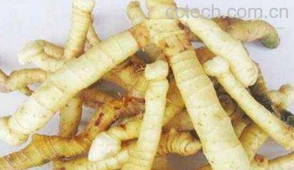 玉竹的功效与作用及药用价值-0