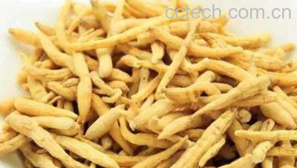 太子参的功效与作用及药用价值-1