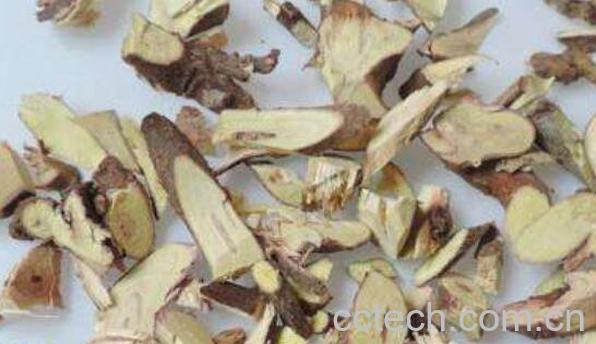 刺泡儿根的功效与作用-0